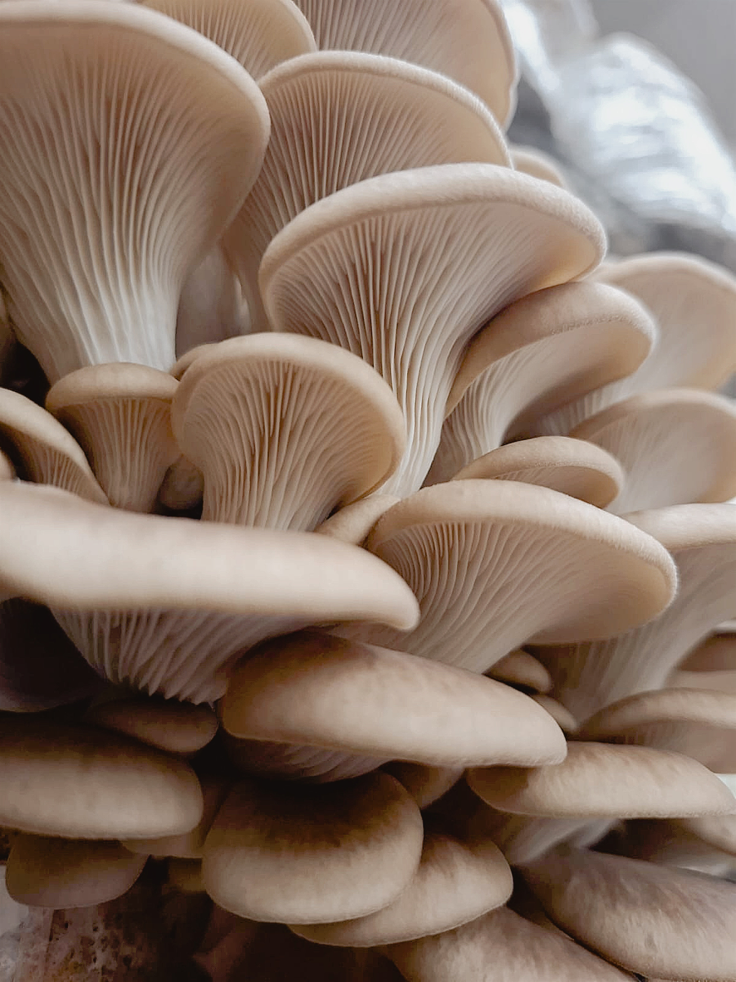Native Whitby Oyster Mushroom Grow Kit