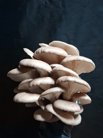 Grey Oyster Grow Kit