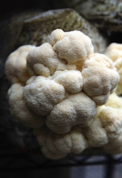 Lion's Mane Grow Kit